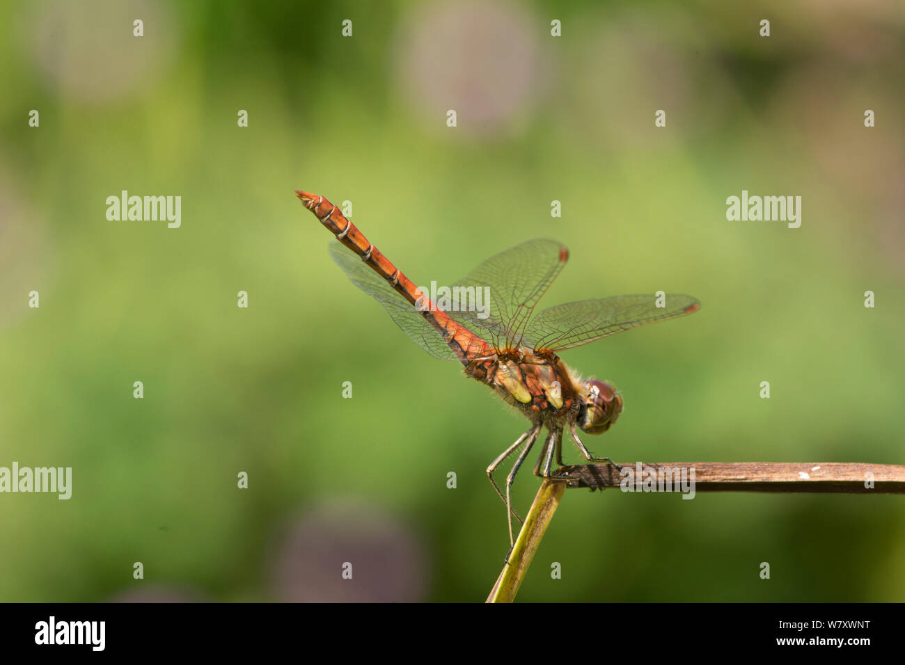Darter común Sympetrum striolatum dragonfly, macho, libélula roja extendiendo donde se posan en rush derivarse sobre el estanque, Sussex, Reino Unido, Julio Foto de stock