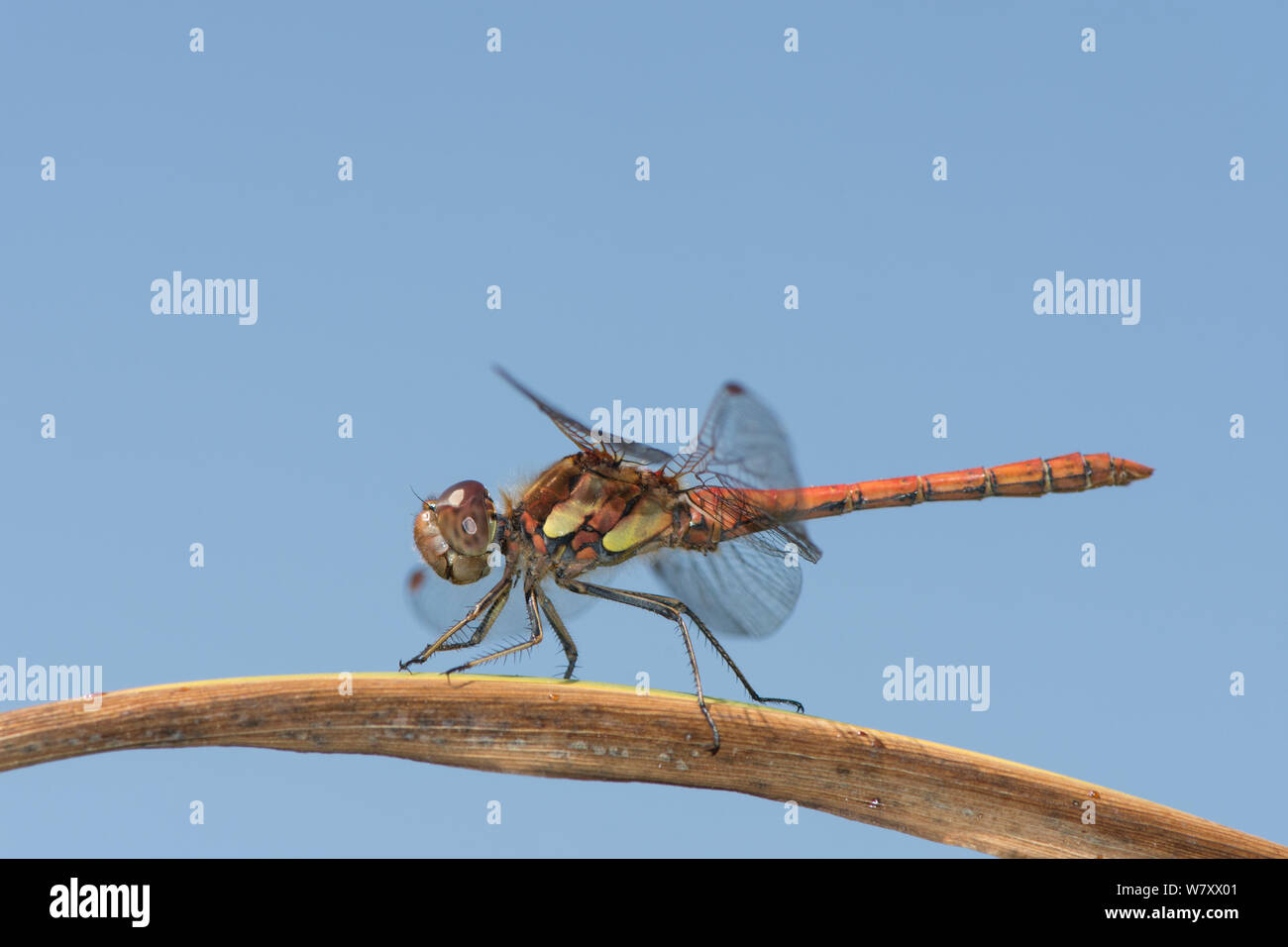 Darter común Sympetrum striolatum dragonfly, macho, libélula roja extendiendo donde se posan en rush derivarse sobre el estanque, Sussex, Reino Unido, Julio Foto de stock