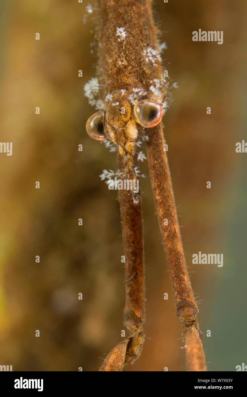 Bug de aguja (Ranatra linearis) jefe adjunto con colonias de protozoarios, Europa, Agosto, condiciones controladas. Foto de stock