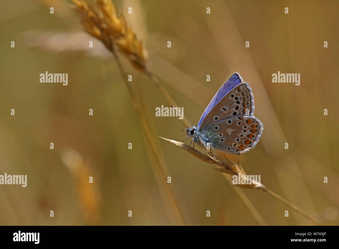 Mariposa Azul común (Polyommatus icarus) masculino. En Surrey, Inglaterra, en agosto. Foto de stock