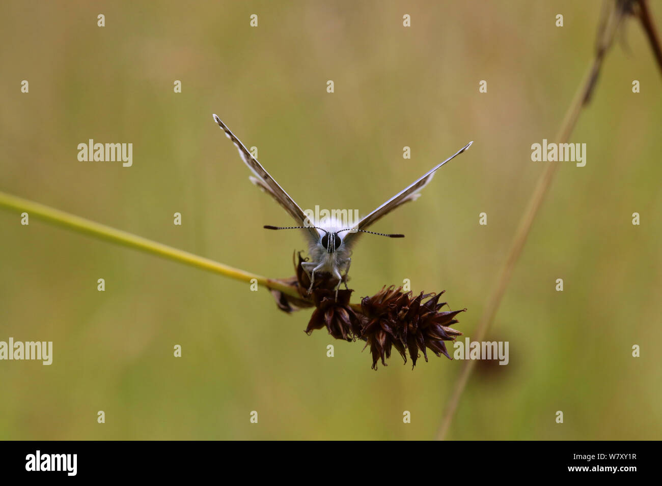 Mariposa Azul común (Polyommatus icarus) en juncia semilla cabeza. En Surrey, Inglaterra, en julio. Foto de stock