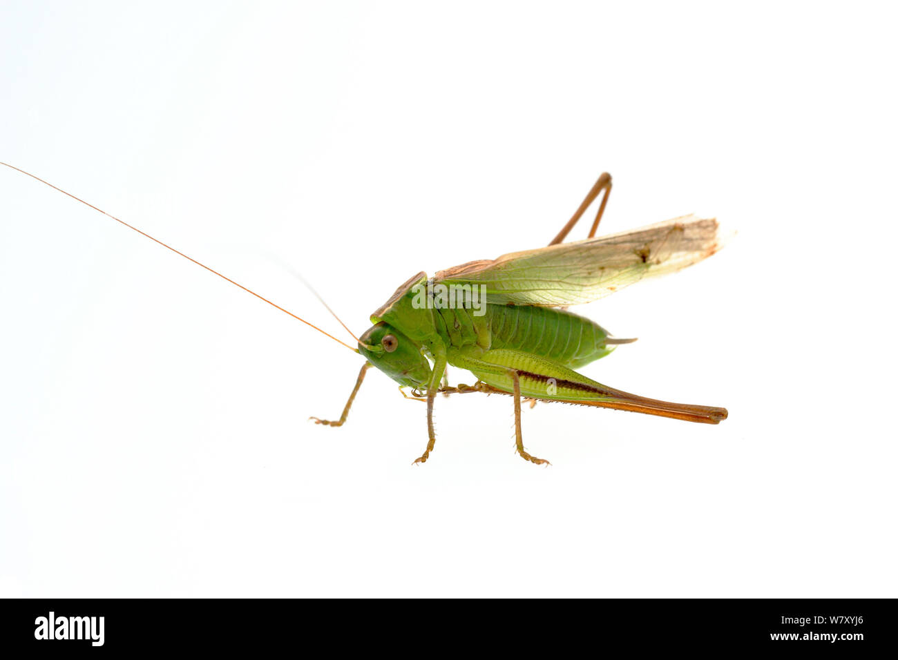 Bush Metrioptera cricket (bicolor), Quirnheim, Renania-Palatinado, Alemania, en agosto. meetyourneighbors.net project Foto de stock