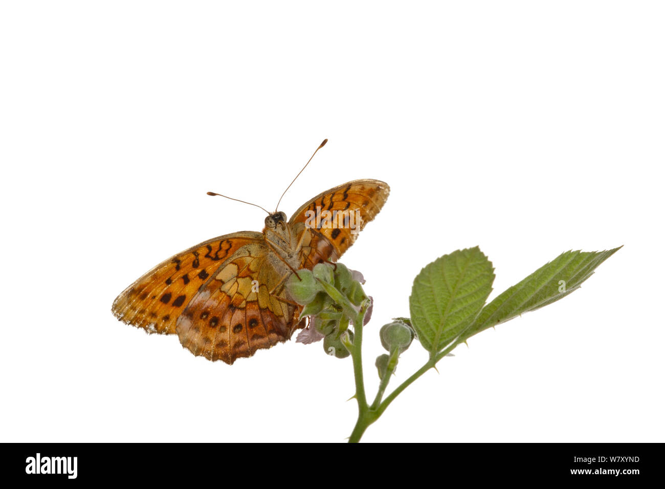 Speyeria Brenthis mármol (DAPHNE) en flor, Hassloch, Renania-Palatinado, Alemania, Junio. meetyourneighbors.net project Foto de stock