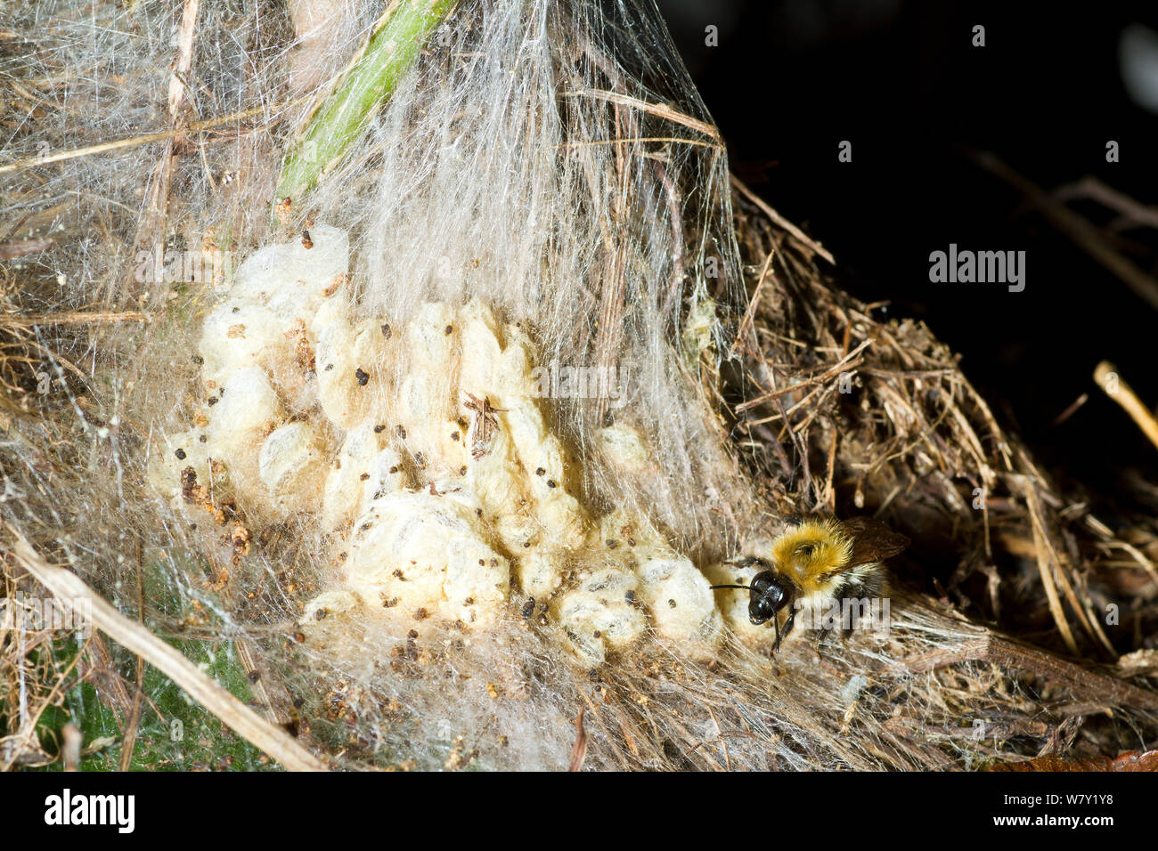 De abejorros (Bombus hypnorum árbol) arrastrándose sobre nido de seda producida por polillas de cera (Galleriinae) en un viejo pájaro&#39;s Nest, jardín hedge, Somerset, Reino Unido, Agosto. Foto de stock