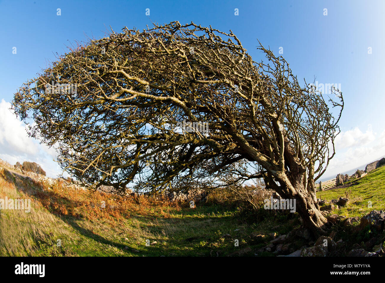 Espino (Crataegus monogyna) conformado por el viento predominante, creciendo en pastoreo de ovejas cerca de Oxwich Point, la península de Gower, Wales, REINO UNIDO, Octubre. Foto de stock