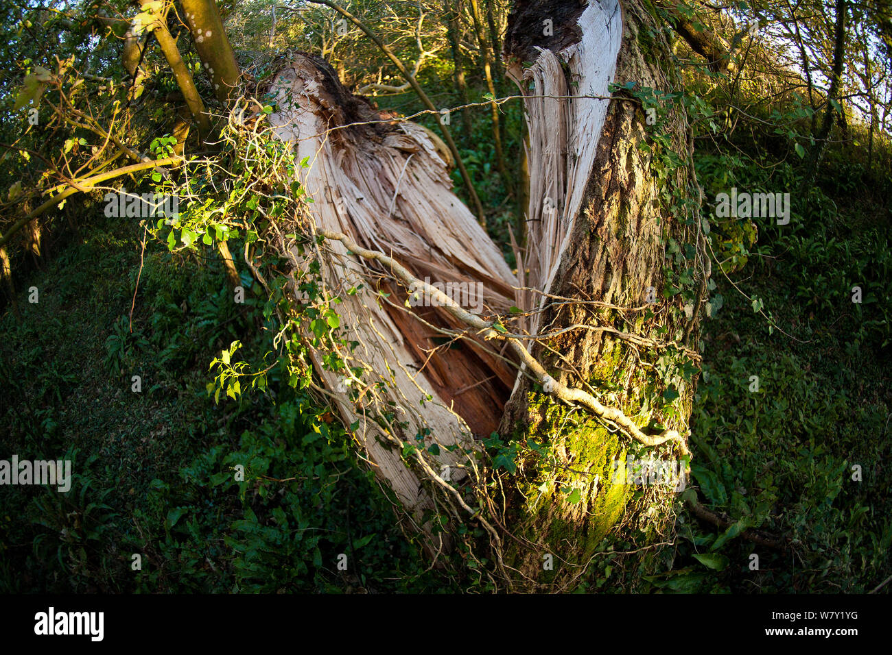 Árbol de fresno (Fraxinus excelsior), tronco abiertas por vendavales, Oxwich Bay Reserva Natural, la península de Gower, Wales, REINO UNIDO, Octubre. Foto de stock