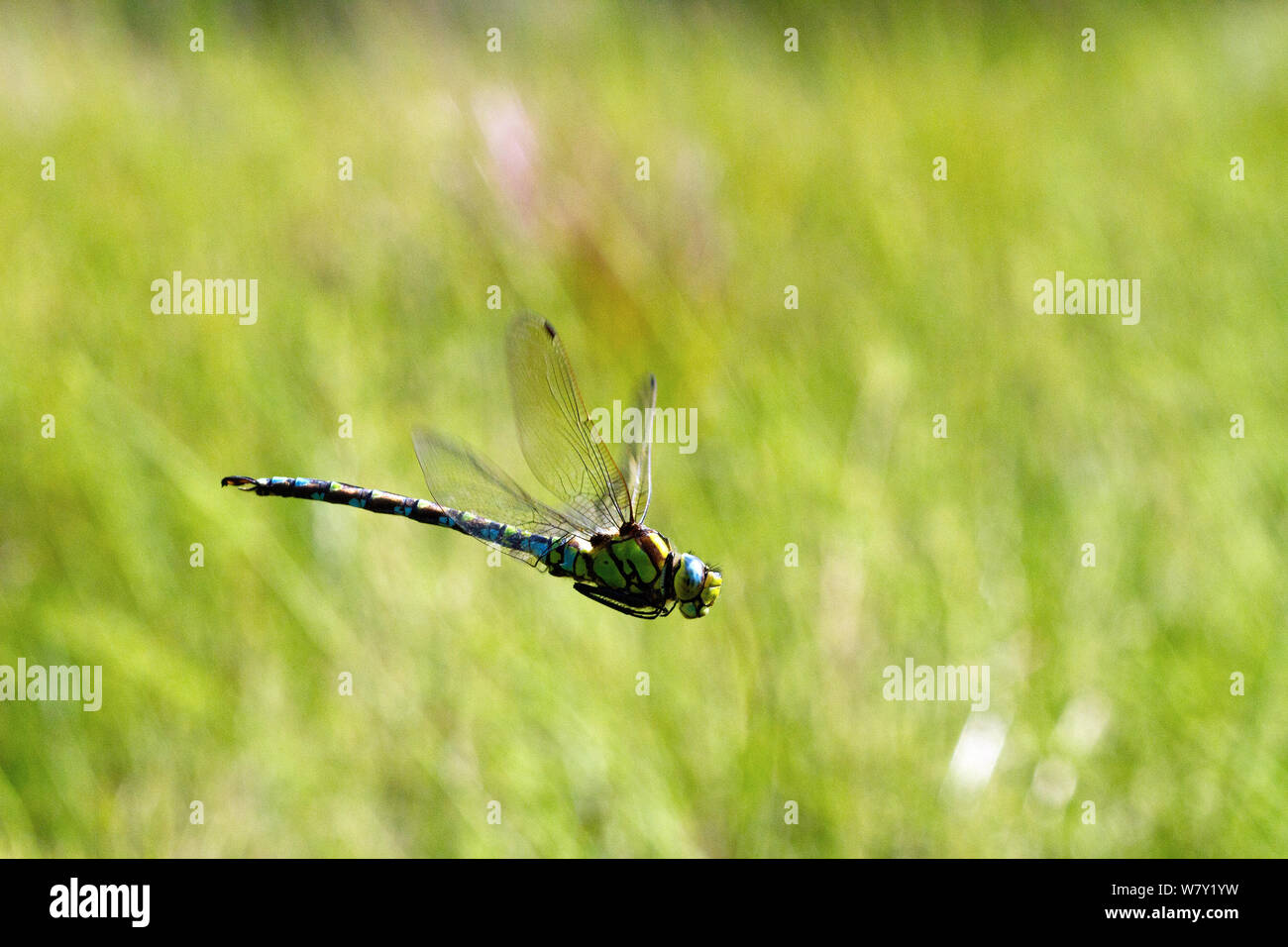 Hawker migrantes dragonfly (Aeshna mixta) en vuelo por encima del estanque en Occidente Harptree Woods, los Mendips, Somerset, Reino Unido, Agosto. Foto de stock