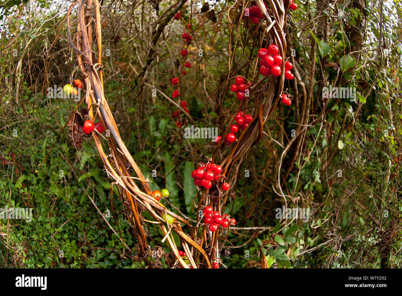 Bryony negra (Tamus communis), con bayas, Oxwich Bay, la península de Gower, Wales, REINO UNIDO, Octubre. Foto de stock