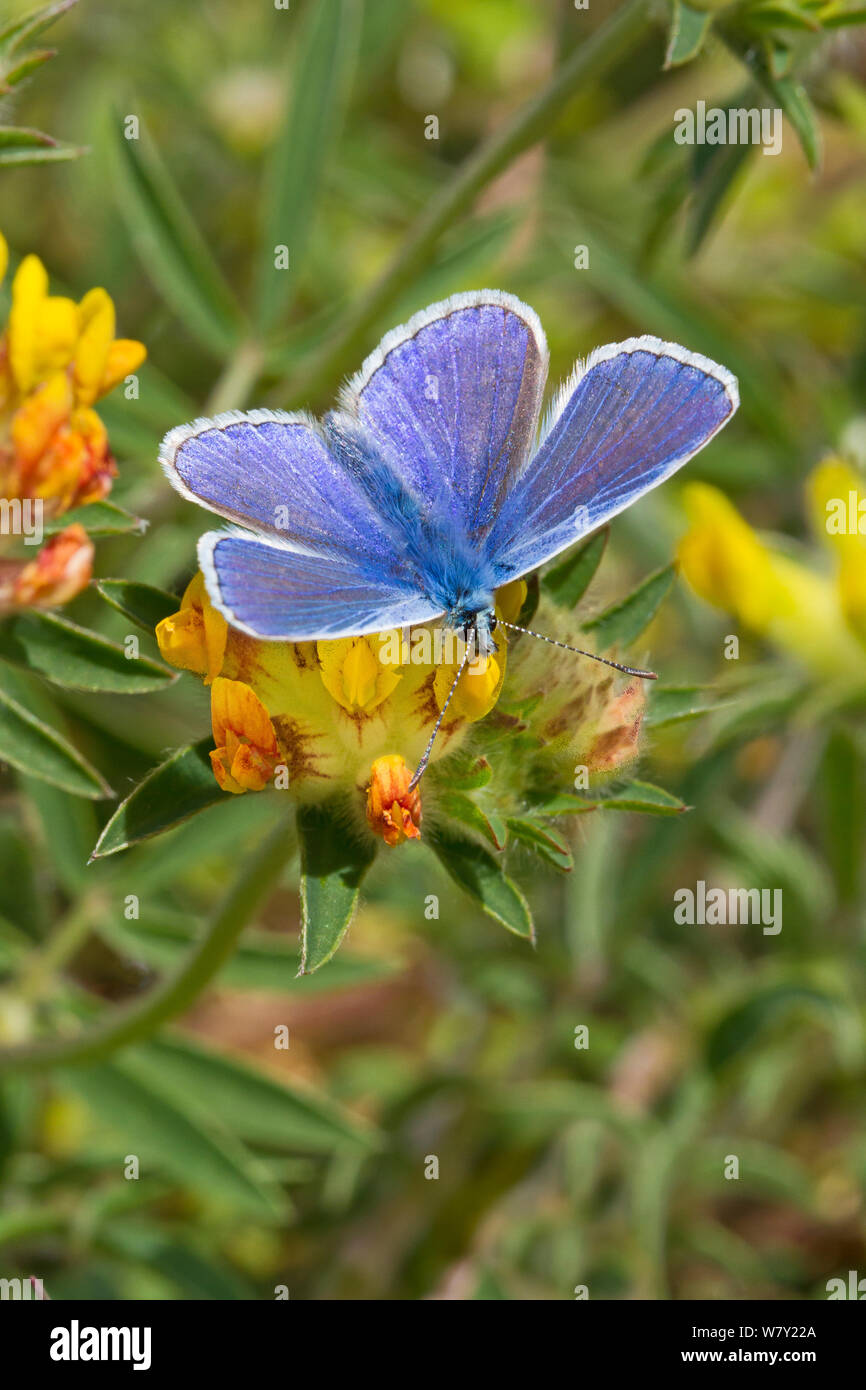 Macho azul común (mariposa Polyommatus icarus) alimentándose de riñón vicia Hutchinson's Bank, New Addington, al sur de Londres, Inglaterra, Reino Unido, Mayo Foto de stock