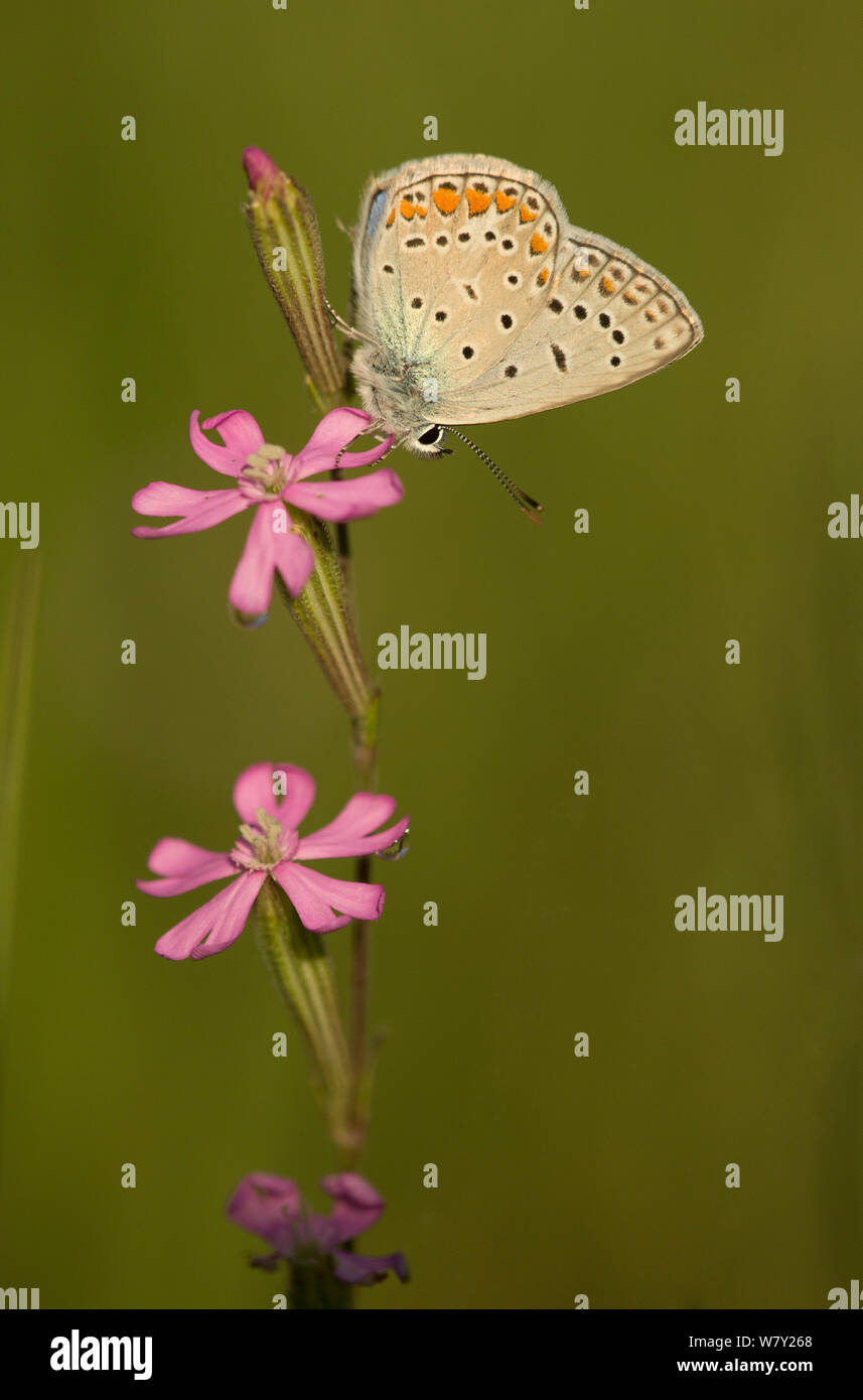 Azul común (Polyommatus icarus) macho en reposo, Bulgaria. Foto de stock