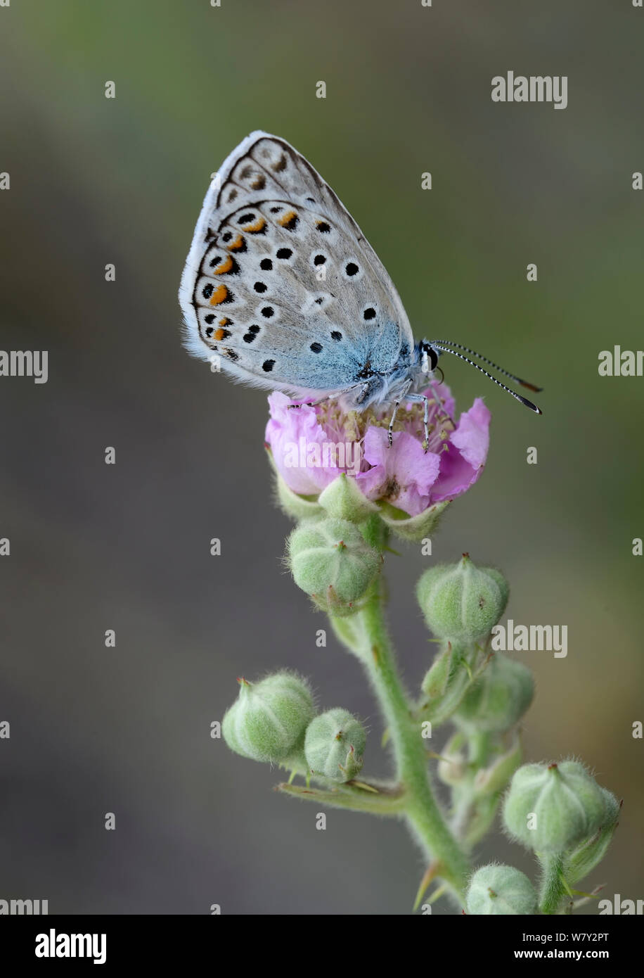 Mariposa Azul común (Polyommatus icarus) Fort de Rimplas, Parque Nacional de Mercantour, Provenza, Francia, en junio. Foto de stock