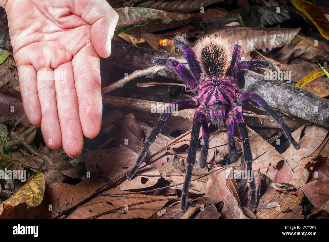 Flor púrpura colombiano Tarantula (Xenesthis immanis) con la mano humana para escala (leg span 22-23cm). Paujil Reserva Natural del Valle del Magdalena, Colombia, Sur América. Foto de stock