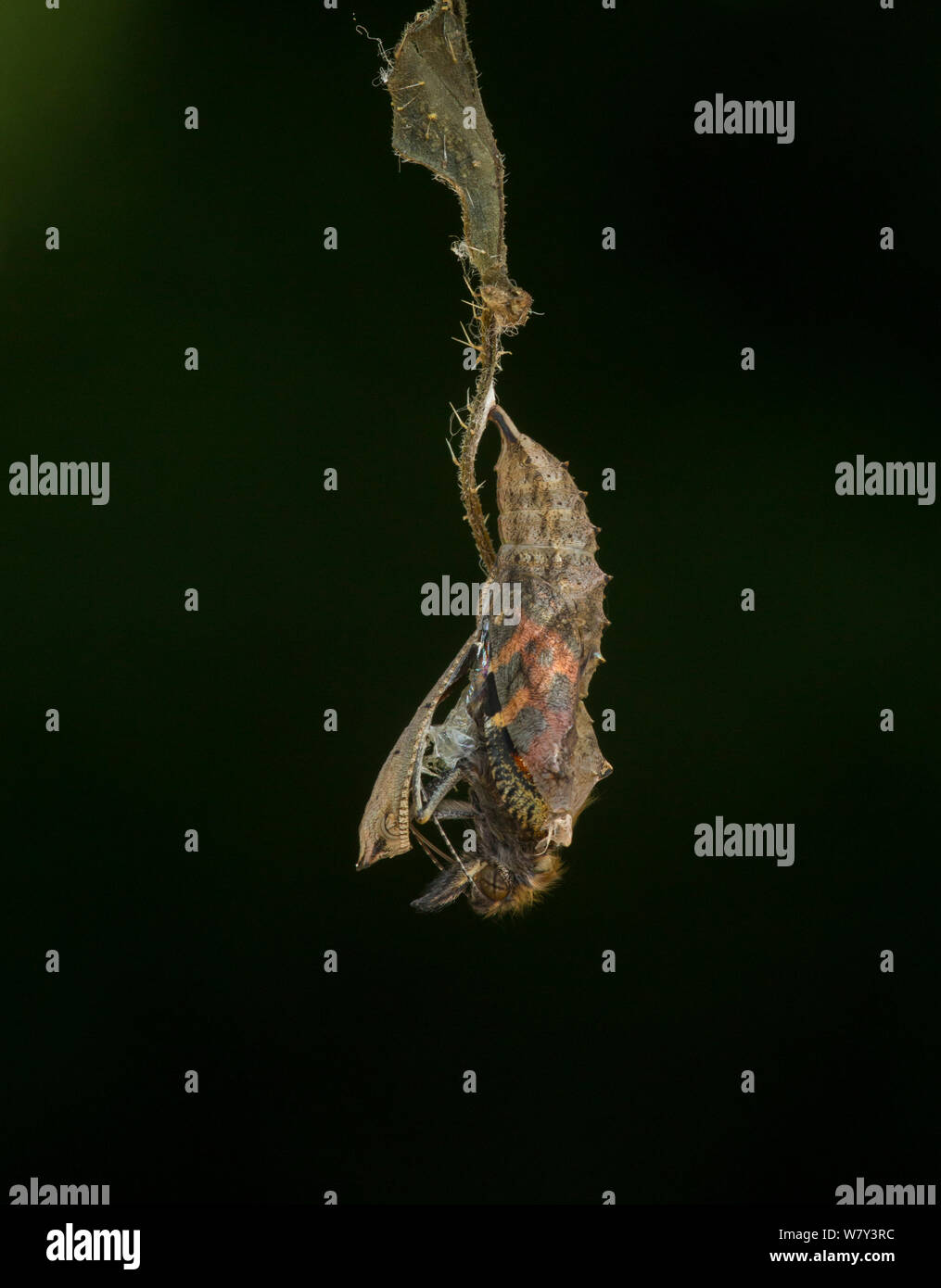 Pequeña tortoishell butterfly (Aglais urticae) adulto emergiendo de crisálida, Sheffield, Inglaterra, Reino Unido, Agosto. Secuencia 6 de 22. Foto de stock