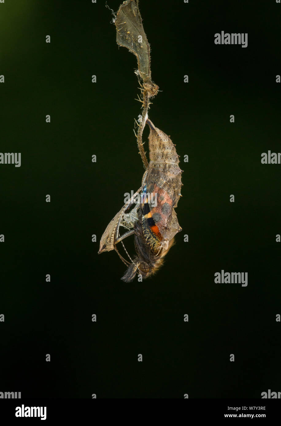 Pequeña tortoishell butterfly (Aglais urticae) adulto emergiendo de crisálida, Sheffield, Inglaterra, Reino Unido, Agosto. Secuencia 7 de 22. Foto de stock