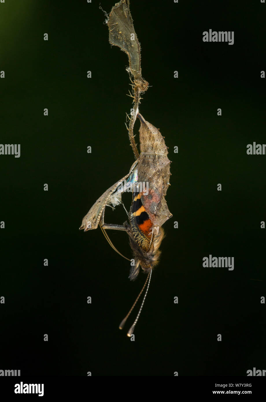Pequeña tortoishell butterfly (Aglais urticae) adulto emergiendo de crisálida, Sheffield, Inglaterra, Reino Unido, Agosto. Secuencia 10 de 22. Foto de stock