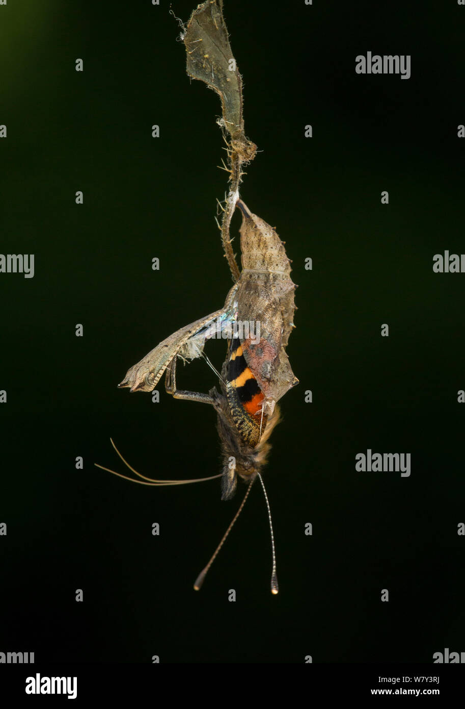 Pequeña tortoishell butterfly (Aglais urticae) adulto emergiendo de crisálida, Sheffield, Inglaterra, Reino Unido, Agosto. Secuencia 11 de 22. Foto de stock