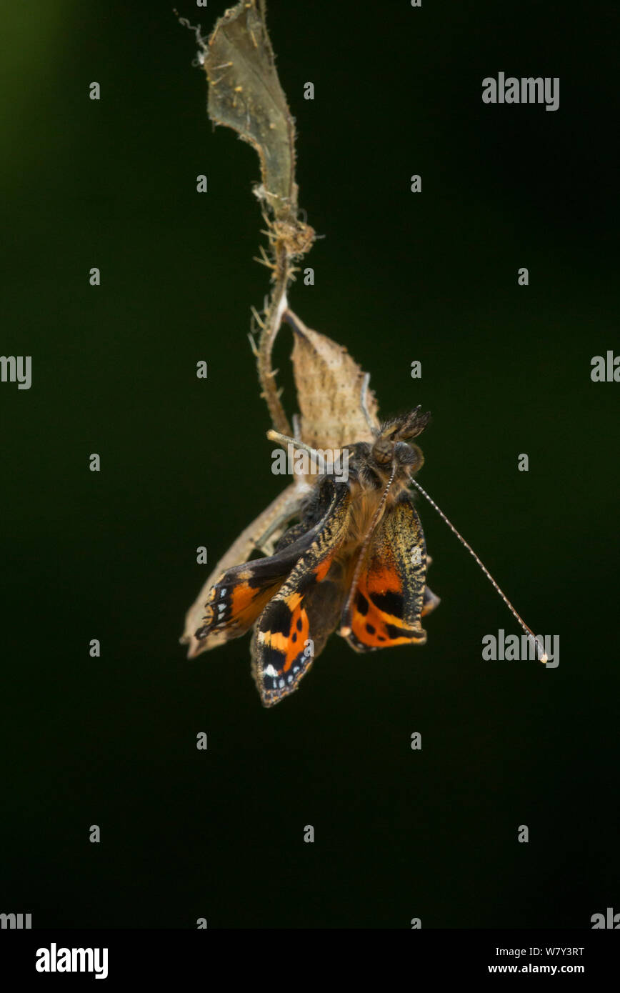 Pequeña tortoishell butterfly (Aglais urticae) adulto emergiendo de crisálida, Sheffield, Inglaterra, Reino Unido, Agosto. Secuencia 17 de 22. Foto de stock