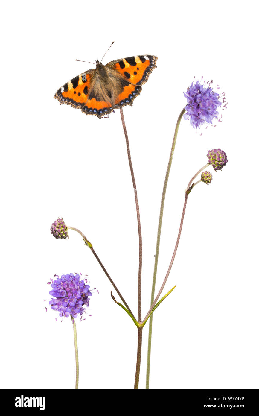 Diablo&#39;s bits (scabious Succisa pratensis) y Small tortoiseshell butterfly (Aglais urticae) Peak District National Park, Derbyshire, Reino Unido, septiembre. Compuesta Digital. Foto de stock