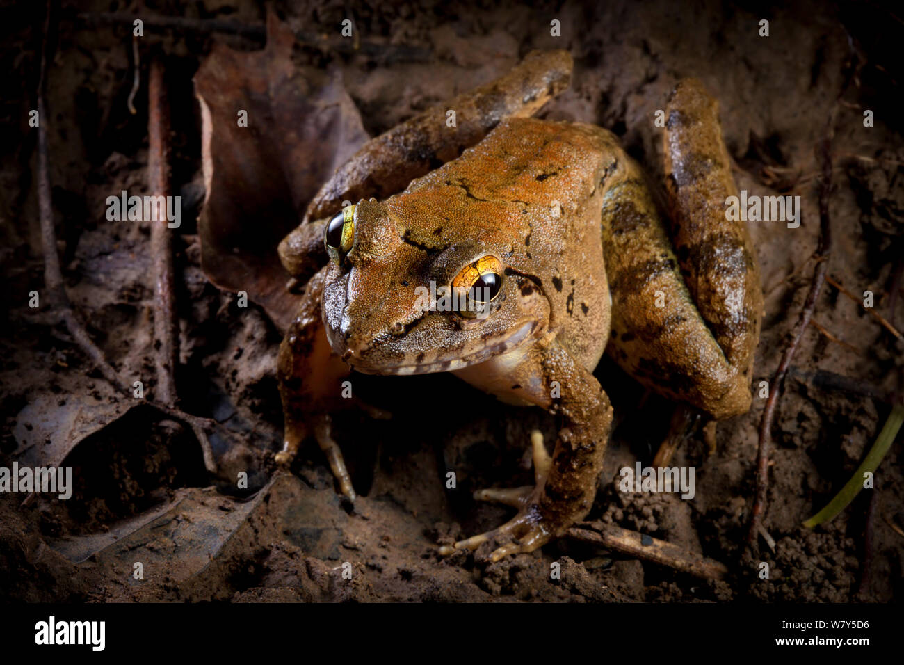 Giant River Frog Fotografías E Imágenes De Alta Resolución Alamy