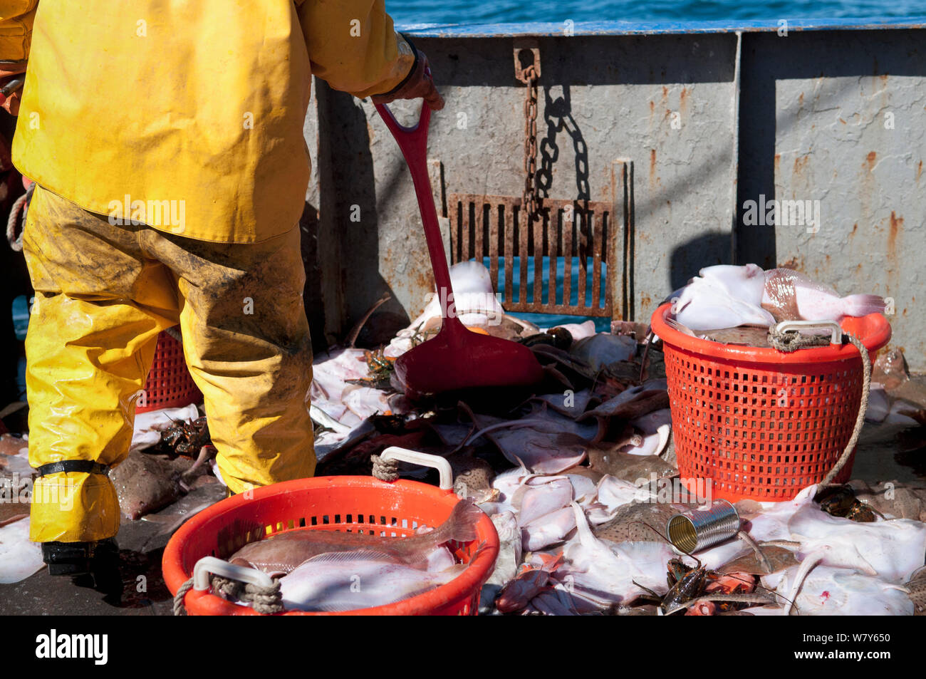 Los pescadores extracción surtido de capturas accidentales de cubierta de pesca dragger. Bancos Stellwagen, Nueva Inglaterra, los Estados Unidos, el norte del Océano Atlántico, de diciembre de 2011. Modelo liberado. Foto de stock