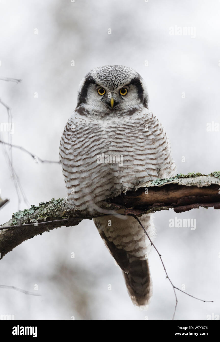 Hawk-septentrional (Owl) Jyvaskya Surnia ulula, Keski-Suomi, Lansi- ja Sisa-Suomi / central y occidental de Finlandia, Finlandia. Enero Foto de stock