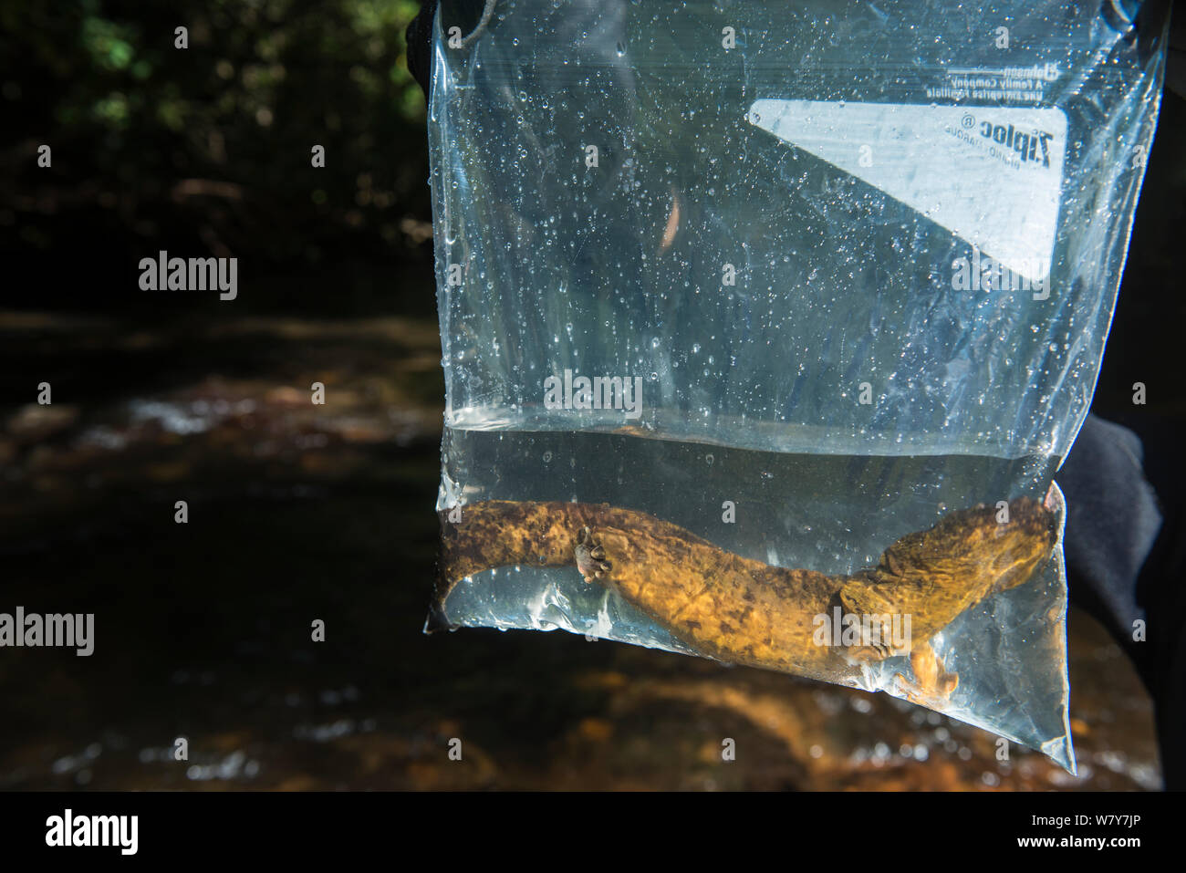 Hellbender oriental (Cryptobranchus alleganiensis alleganiensis) en una bolsa de plástico, capturados para la investigación. Coopers Creek, Bosque Nacional Chattahoochee, Georgia, EE.UU. Julio. Foto de stock