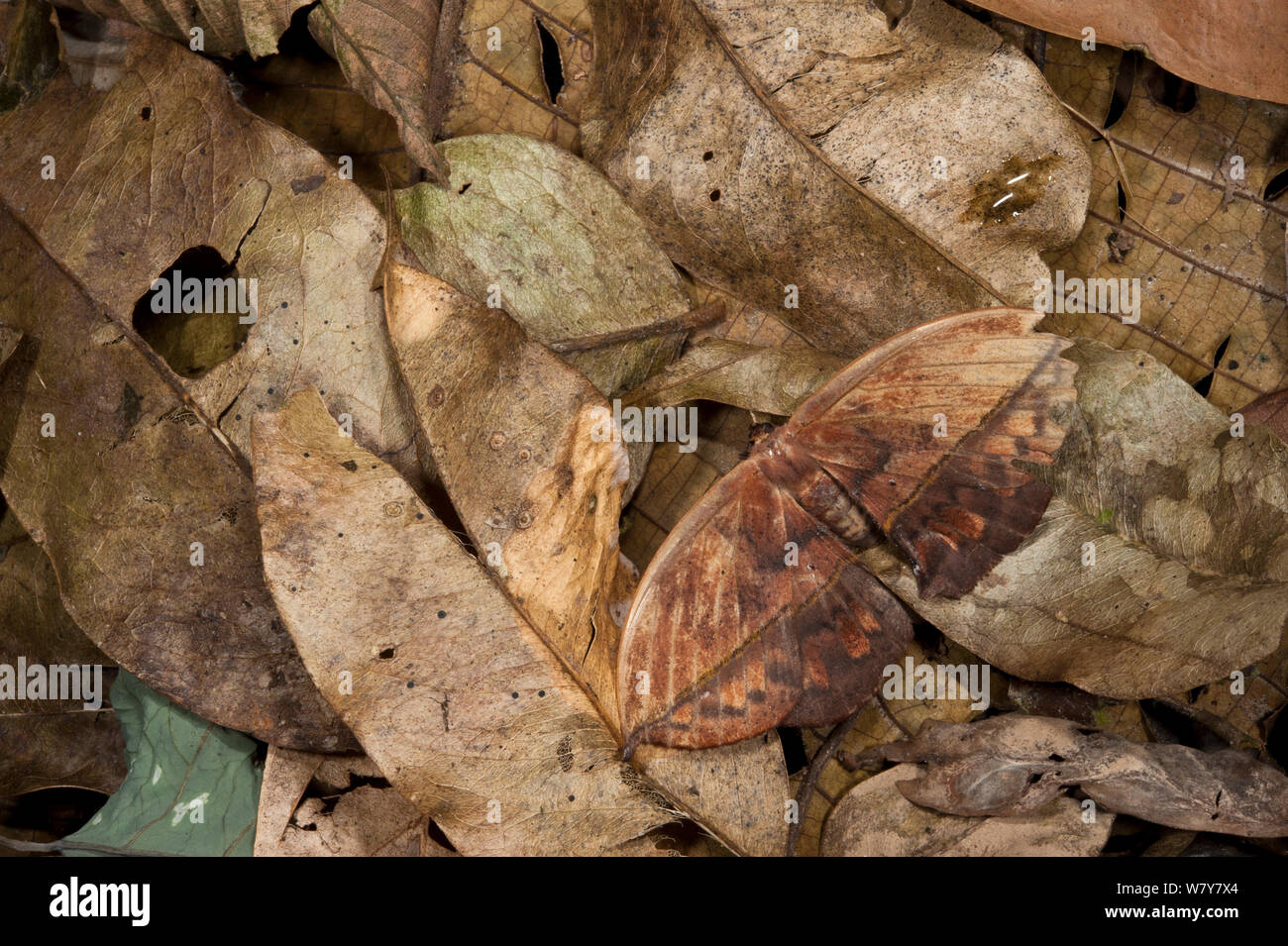 Polilla de hojas muertas (Oxytenis sp) camuflado en la hojarasca, el Parque Nacional Yasuní, Selva Amazónica, Ecuador, Sudamérica Foto de stock