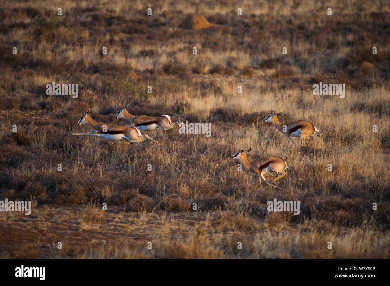 Springbok (Antidorcas marsupialis) grupo ejecutando, coto de caza privado. Gran Karoo, Sudáfrica Foto de stock