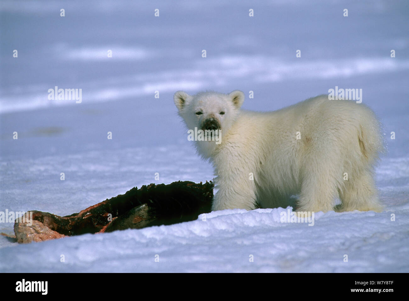 El oso polar (Ursus maritimus) cub comer junta, Lancaster Sound, Nunavut, en el norte de la isla de Baffin, Canadá, Arctic. Foto de stock