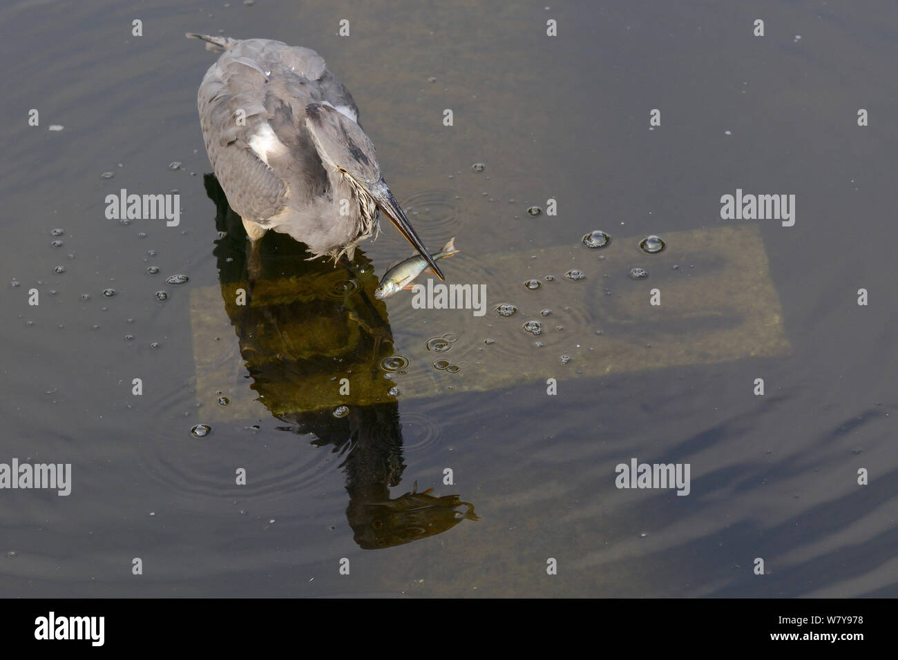 Los menores garza real (Ardea cinerea) en el tubo de desagüe sumergido permanente mantiene joven (Percia Perca fluviatilis) acaba atrapada, St.James&#39;s Park, Londres, Reino Unido, septiembre. Foto de stock