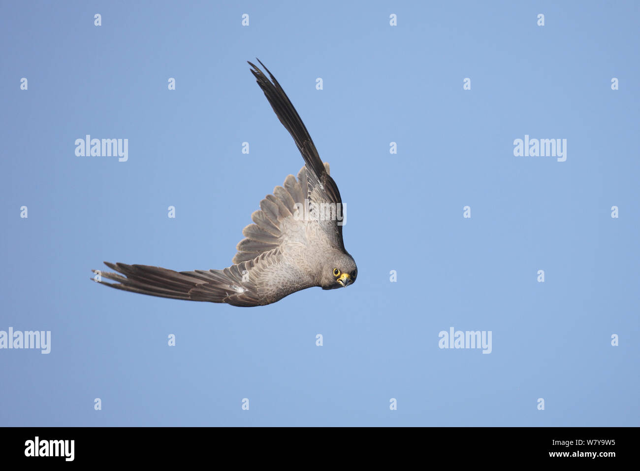 Tiznado falcon (Falco concolor) adulto en vuelo, buceo, Omán, Agosto Foto de stock