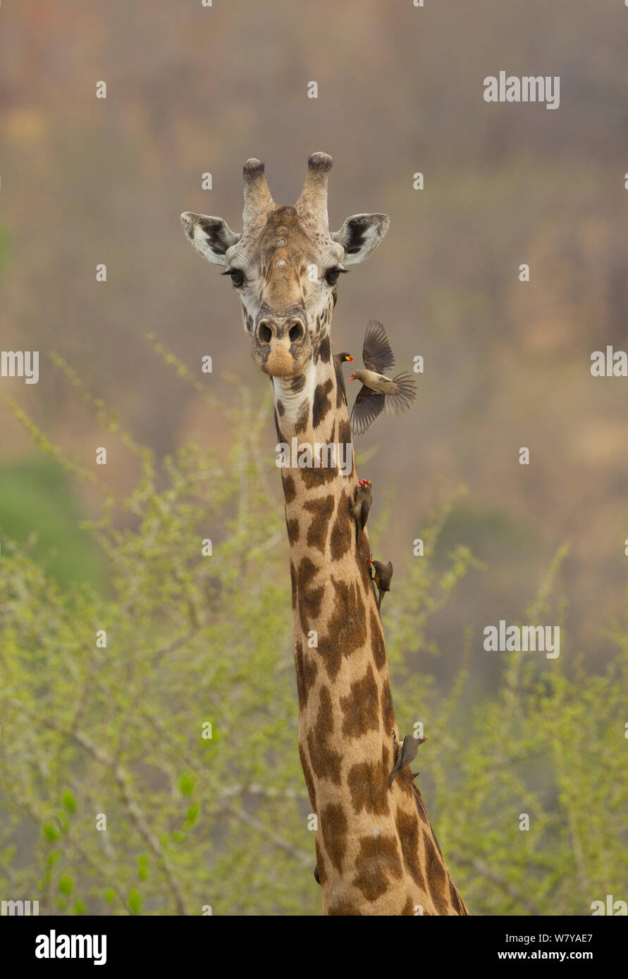 Masai jirafa (Giraffa camelopardalis tippelskirchi) macho con rojo-facturados (Buphagus erythrorhynchus) y de pico amarillo (oxpeckers Buphagus africanus) en el cuello, el Parque nacional Ruaha, Tanzania. Foto de stock