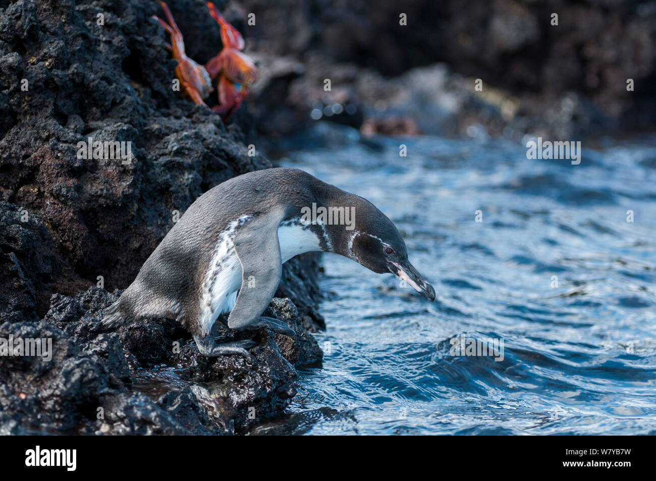 Pingüino de Galápagos (Spheniscus mendiculus) en el borde del agua