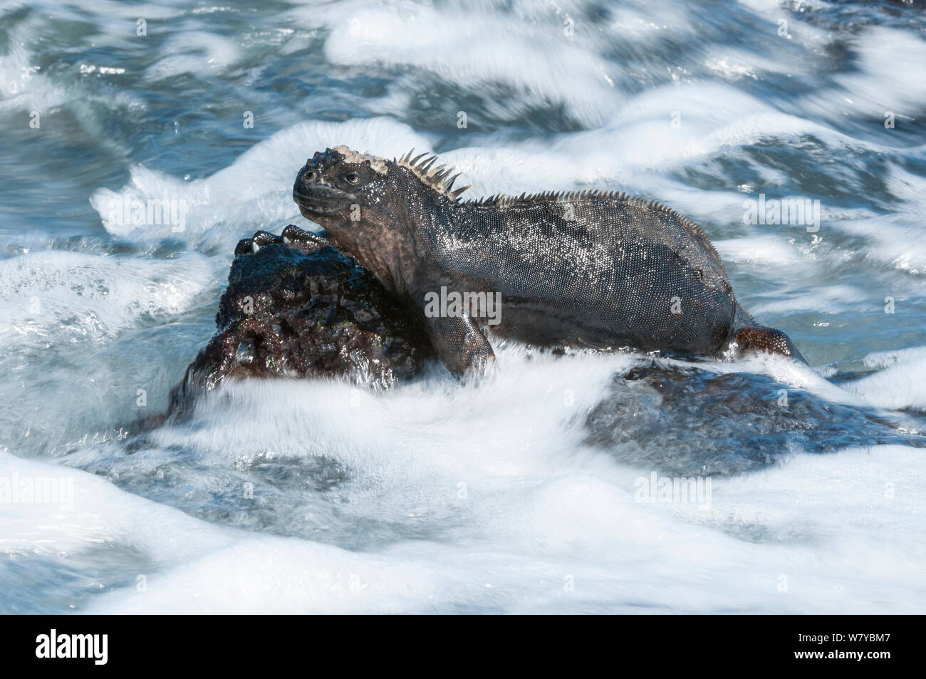 Iguana marina (Amblyrhynchus cristatus) sobre roca entre el surf, Galápagos Foto de stock