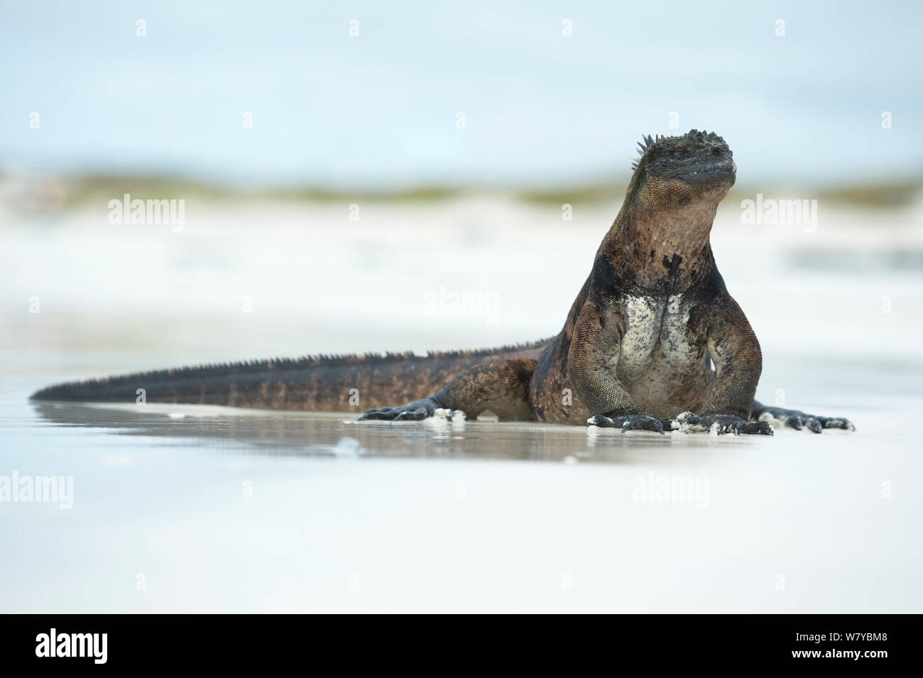 Iguana marina (Amblyrhynchus cristatus), sobre la playa, Galápagos Foto de stock