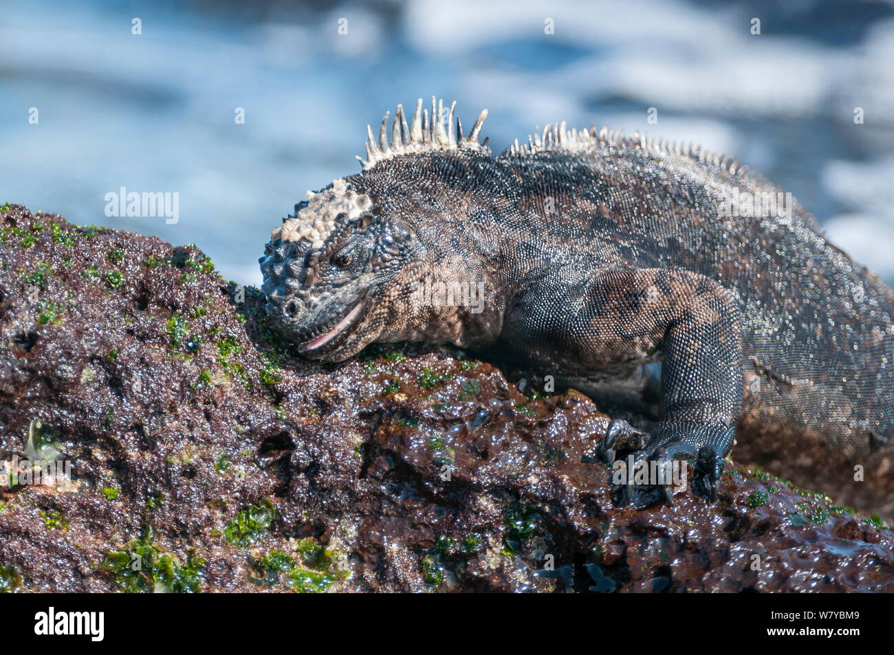 Iguana marina (Amblyrhynchus cristatus) alimentándose de algas en roca, Galápagos Foto de stock