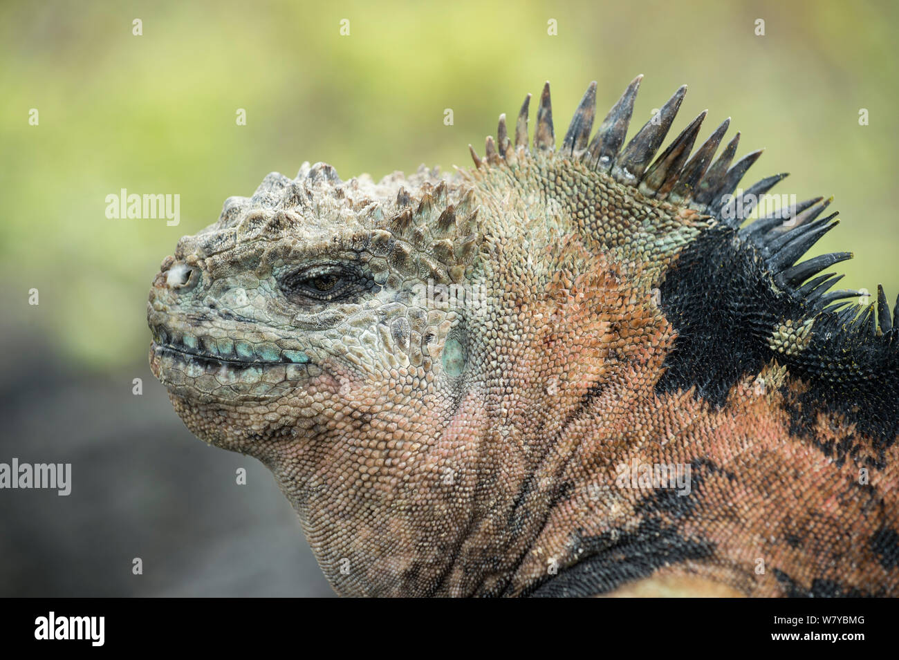 Iguana marina (Amblyrhynchus cristatus) cabeza vertical, Galápagos Foto de stock