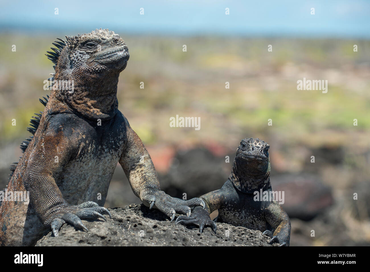 Iguana marina (Amblyrhynchus cristatus) regodearse en Sun, Galápagos Foto de stock