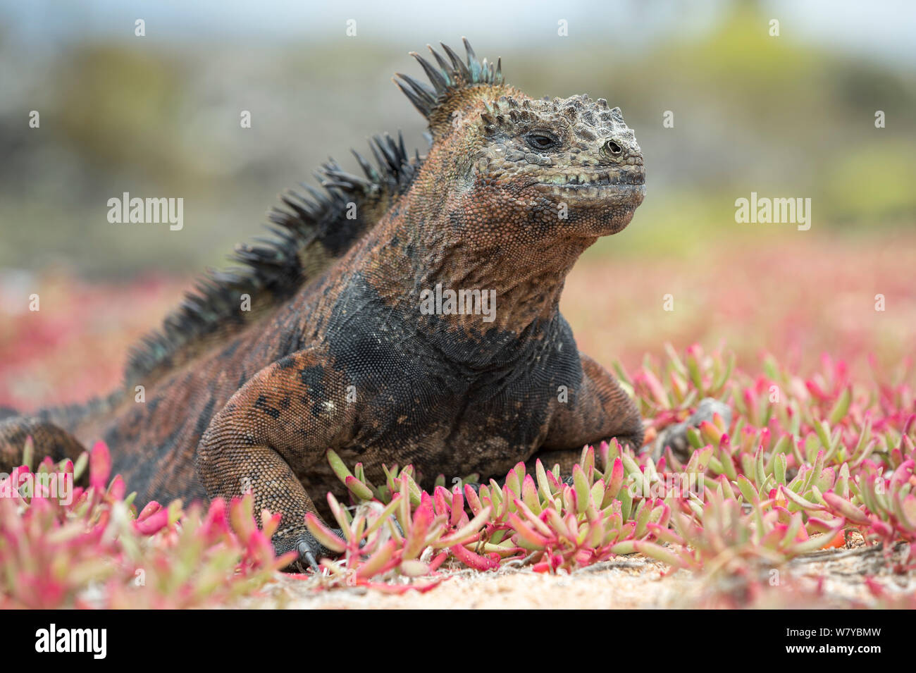 Iguana marina (Amblyrhynchus cristatus) en vegetación suculenta, Galápagos Foto de stock