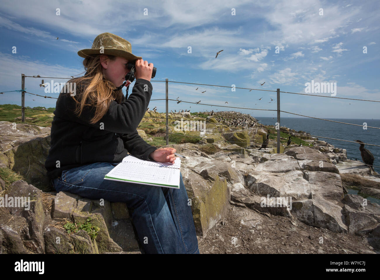 National Trust ranger Laura Shearer mirando el mar para pasar las aves, Inner Farne, Islas Farne, Northumberland, Reino Unido, Julio. Foto de stock
