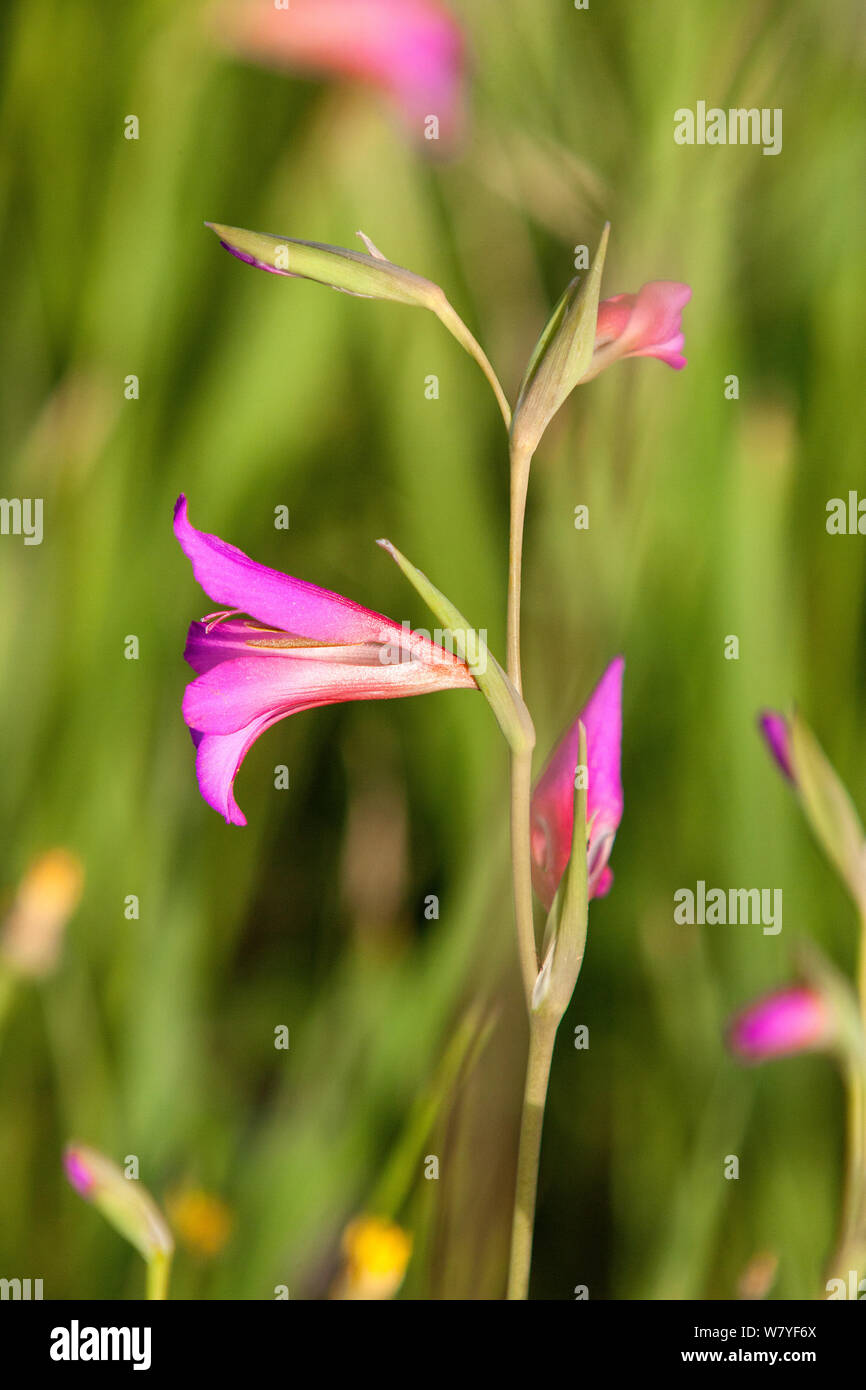 Planta de azucena fotografías e imágenes de alta resolución - Alamy