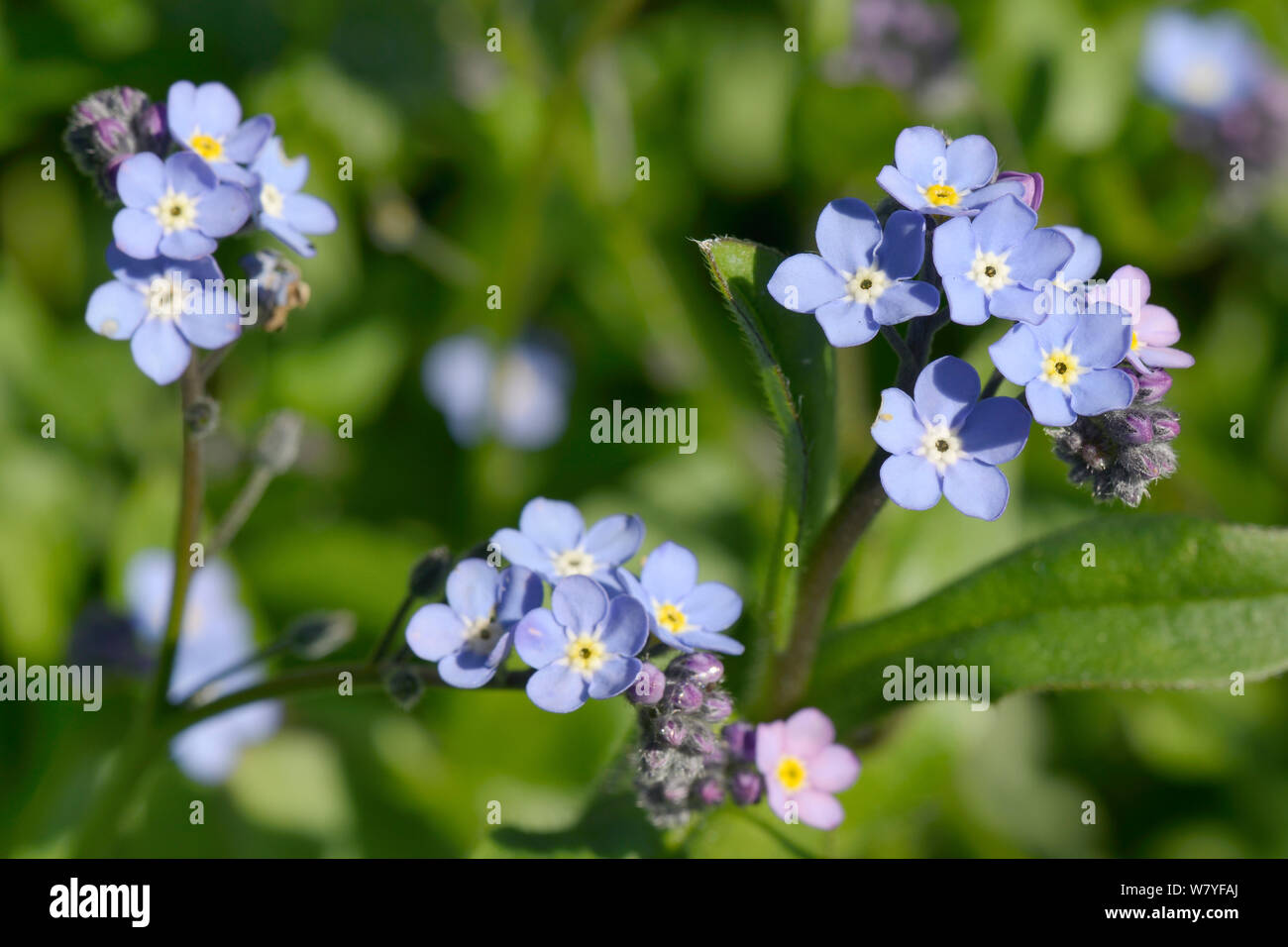 Madera Forget Me Not Myosotis Sylvatica Flores Cornwall Reino Unido Abril Fotografia De Stock Alamy Madera Forget Me Not Myosotis Sylvatica Flores Cornwall Reino Unido Abril Fotografia De Stock Alamy