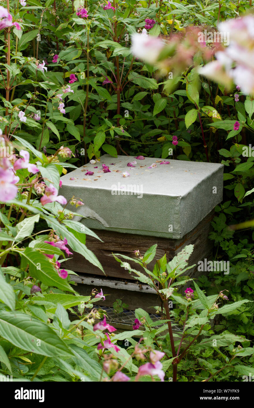 Las abejas colmenas con bálsamo del Himalaya (Impatiens glandulifera) un néctar muy prolífico planta, Usk, Gwent, Gales, Reino Unido. De agosto. Foto de stock