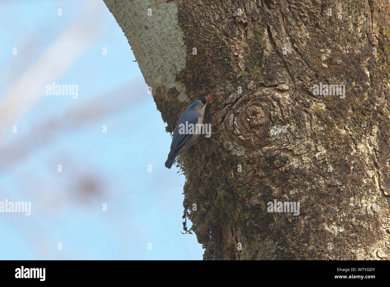 Trepador de fachada de terciopelo (distritos de Sitta frontalis) en el tronco del árbol, el condado de Ruili, Dehong Dai y Jingpo Prefectura Autónoma, provincia de Yunnan, China, Febrero. Foto de stock
