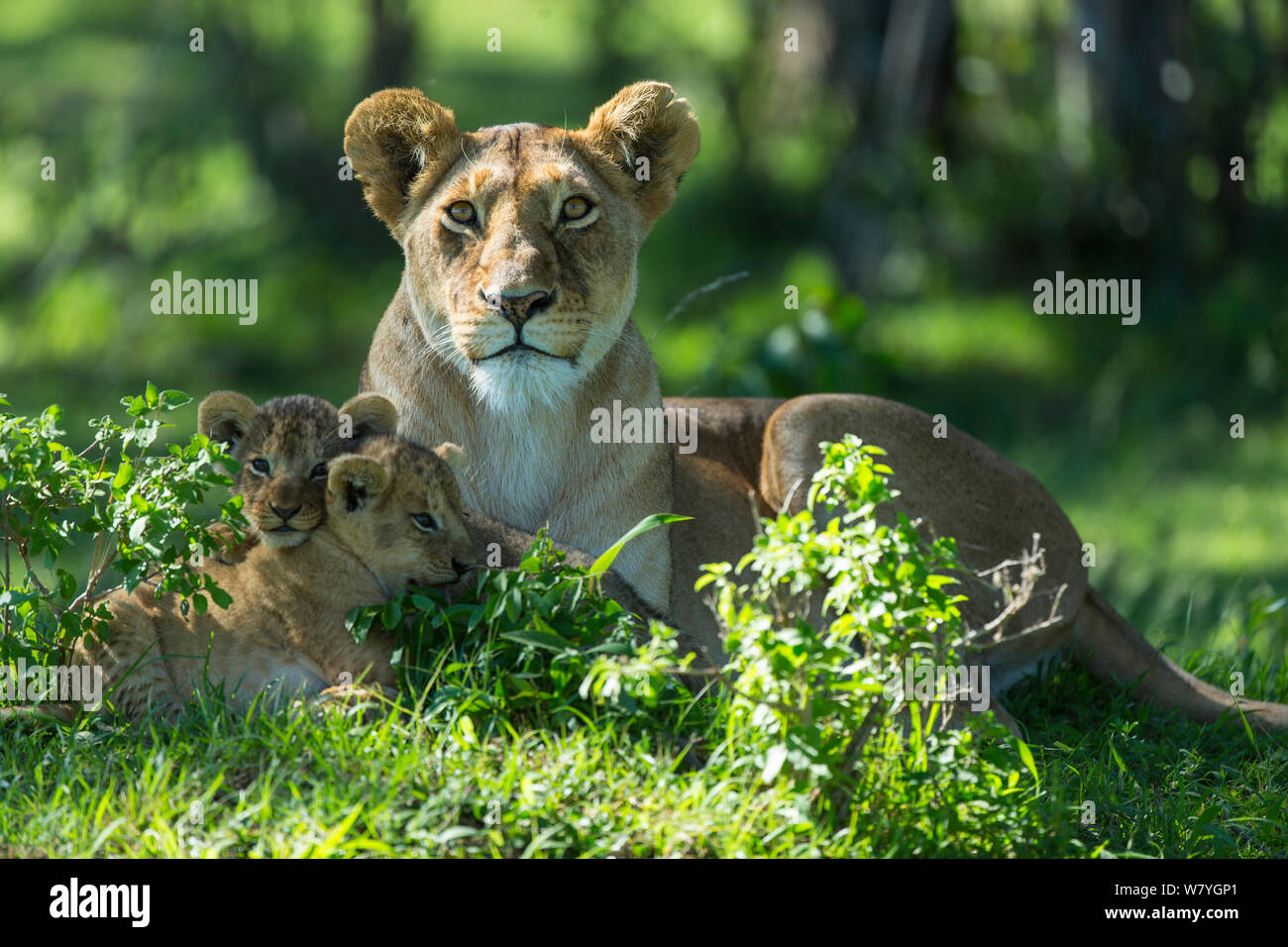 León (Panthera leo) y cubs, la reserva Masai Mara, Kenia, en octubre. Foto de stock