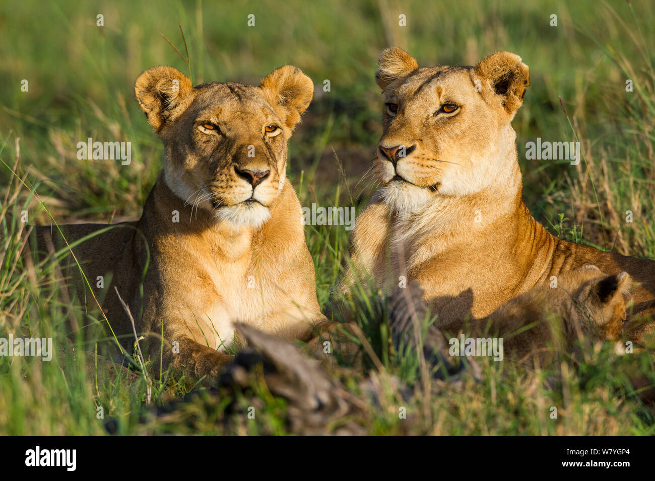 Leonas (Panthera leo), la reserva Masai Mara, Kenia, en noviembre. Foto de stock