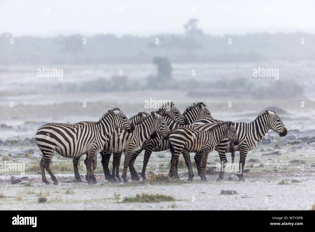 Conceder&#39;s cebra (Equus quagga boehmi) grupo de tormenta, la reserva Masai Mara, Kenya, septiembre. Foto de stock