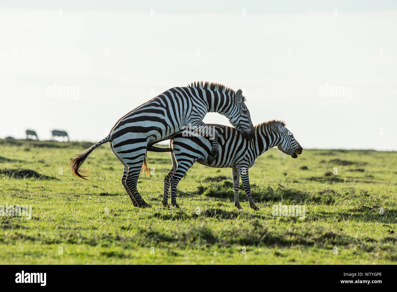 Conceder&#39;s cebra (Equus quagga boehmi) apareamiento, la reserva Masai Mara, Kenia, en octubre. Foto de stock
