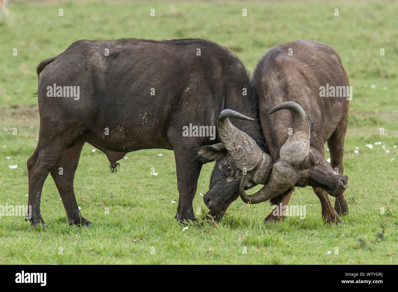 El búfalo africano (Syncerus caffer) hombres luchando, la reserva Masai Mara, Kenia, en octubre. Foto de stock