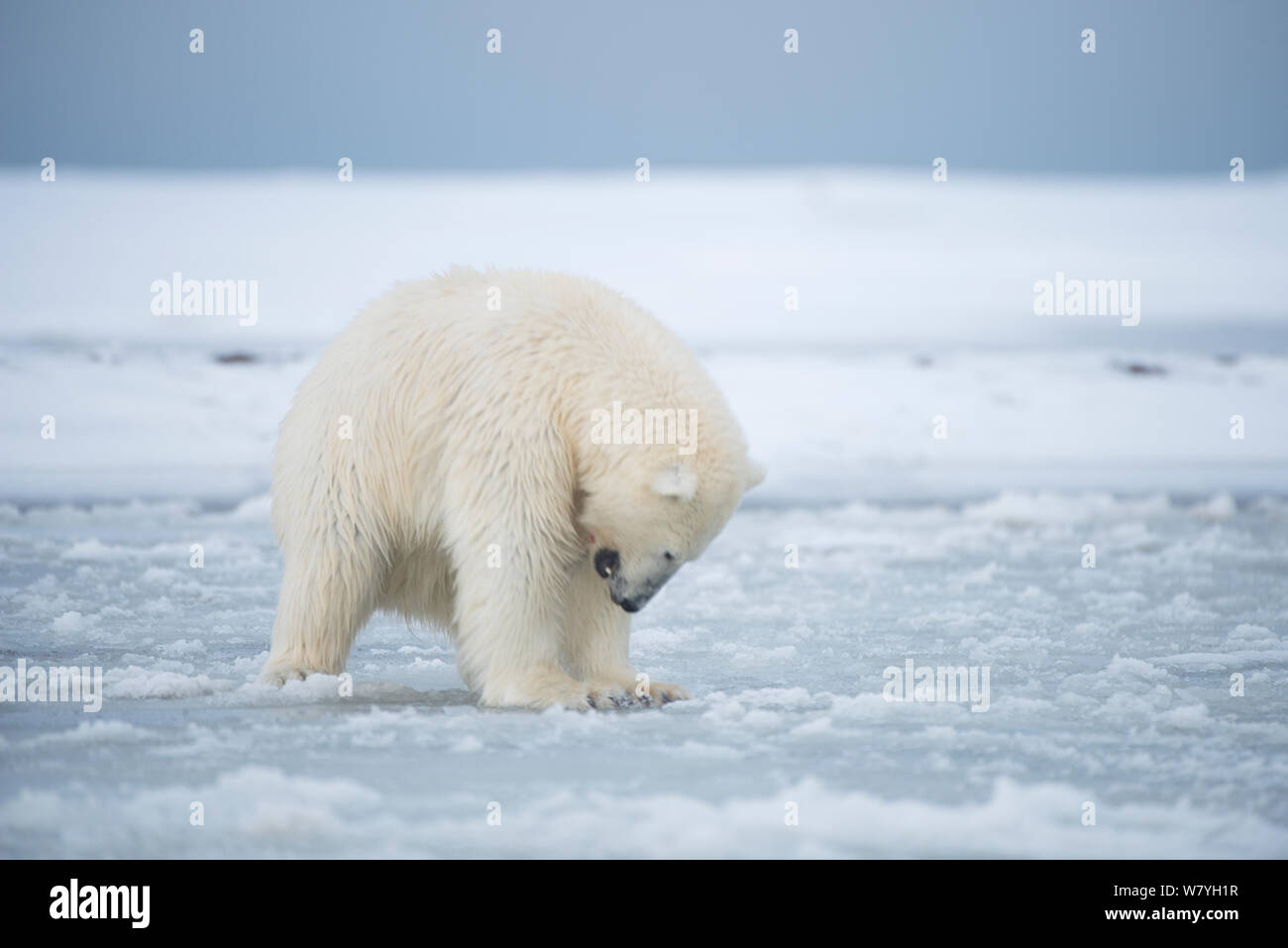 El oso polar (Ursus maritimus) oso joven tratando de libra un agujero en el  hielo de reciente formación durante el otoño se congela, Mar de Beaufort,  fuera de la costa del Ártico,